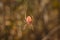 Bright spider Eriophora, a genus of orb-weaver spiders in its cobweb on forest background. Wildlife, insects world. Soft focused