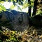 Bright spider web in a forest with a sunlit nature background