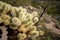 Bright Spikes and Fruit on Jumping Cholla