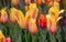 A bright splash of color in a tulip garden