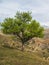 Bright spring background of a green tree with young foliage. Lonely tree growing on top of the rock. High-altitude pasture in