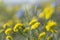 Bright spring blooming meadow with yellow flowers Alyssum