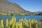 Bright spring colours of yellow lupin wildflowers on bank of Clutha River