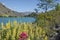 Bright spring colours of yellow lupin wildflowers on bank of Clutha River