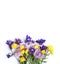 Bright spring flower arrangement. Lilac Alstroemeria and Aquilegia and yellow flowers of trolius europaeus on a white background.