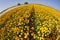 Bright spring flower fields