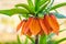 Bright spring flowers fritillary. Orange lilies or imperial crown. Flowering plants Fritillaria imperialis in home