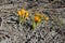 Bright spring flowers on the muddy ground blossomed Crocus plants