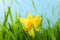 Bright spring grass and daffodil against blue background, closeup