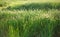 Bright spring grass field with sunlight bokeh background