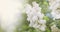 Bright spring natural white lilac background, outside nature, soft focus, partially blurred image