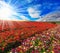 The bright spring sun illuminates field of agriculture