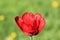 Bright, spring, sunlit tulip on the background of fresh green grass