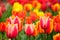 Bright spring tulips