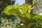 Bright staghorn fern on the tree
