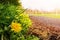 Bright stunning yellow dandelions grow by a walking path in a park. Warm sunny day. Selective focus. Sun flare. Sunny time mood.