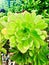 Bright succulent plant, Jovibarba with red edges and tiny prickles.