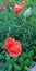 Bright summer background. Red poppies on a background of green grass