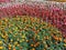 Bright summer flowerbed, marigolds and begonias, landscaping