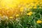 Bright  summer horizontal background, banner. Dandelions with sunlight on green grass. Green field with yellow dandelions. Closeup