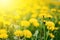 Bright  summer horizontal background, banner. Dandelions with sunlight on green grass. Green field with yellow dandelions. Closeup