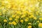 Bright  summer horizontal background, banner. Dandelions with sunlight on green grass. Green field with yellow dandelions. Closeup