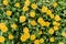 Bright  summer horizontal background, banner. Dandelions with sunlight on green grass. Green field with yellow dandelions. Closeup