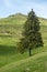 Bright summer landscape with pine tree in Bucegi, Carpathian mountains range