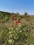 Bright summer landscape with red mallows in the field