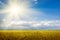 Bright summer landscape. wheat field and sun