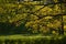 Bright summer park with big tree with golden sunlights in lush leaves and green lawn. Beautiful summer weekend on nature.