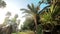 Bright sun breaks through the leaves of palm trees that grow in the park. Valencia, Spain