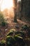 Bright sun light hitting the mossy rocks in this beautiful woodland scenery.