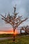 bright sun with long red rays shines near the trunk of blossoming cherry