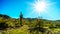 Bright sun rays over the Desert Landscape and a Saguaro Cactus in South Mountain Park