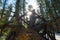 The bright sun among the roots of a fallen cedar in winter forest.