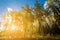 Bright sun shines through forest of golden aspen trees in Colorado fall landscape