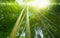 Bright sun shines through green tropical bamboo forest