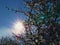 Bright sun shining through the snow-covered branches of a bare rose bush on sunny winter day with blue sky.