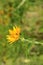 in the bright sun, yellow wildflower (golden ragwort)