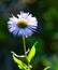 Bright Sunbathed blue fleabane flower