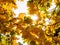 Bright sunbeams shine through the yellow maple leaves. Wonderful autumn weather in October