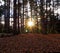 Bright Sunburst through Autumn Fall Forest Stanley Park