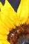 Bright sunflower close up on a dark background