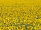 Bright Sunflower field background