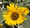 Bright Sunflower (Helianthus annuus)