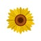 Bright sunflower icon, flat style