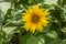 Bright sunflower among the leaves