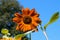 Bright Sunflower in a Sunny Summer Day. Selective Focus. Ideas f