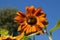 Bright Sunflower in a Sunny Summer Day. Selective Focus. Ideas f